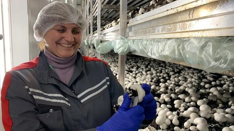 Уже 2,5 тыс тонн грибов произвели в Подмосковье