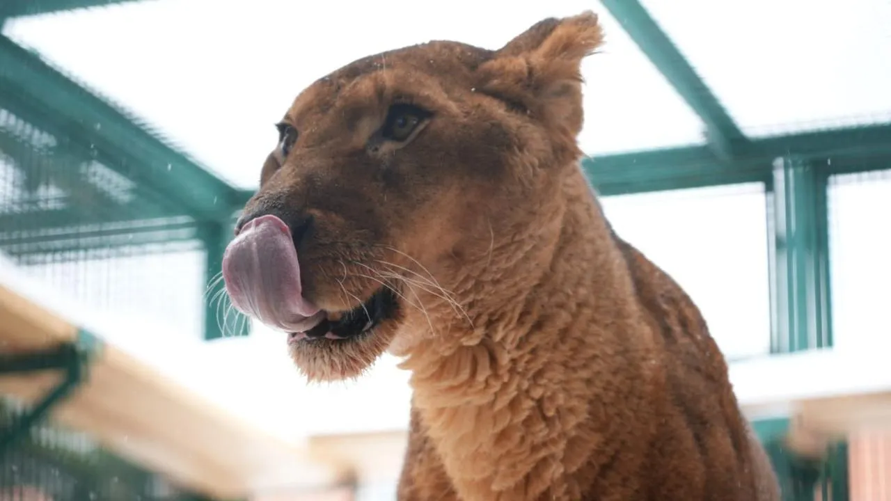 t.me/Moscowzoo_official