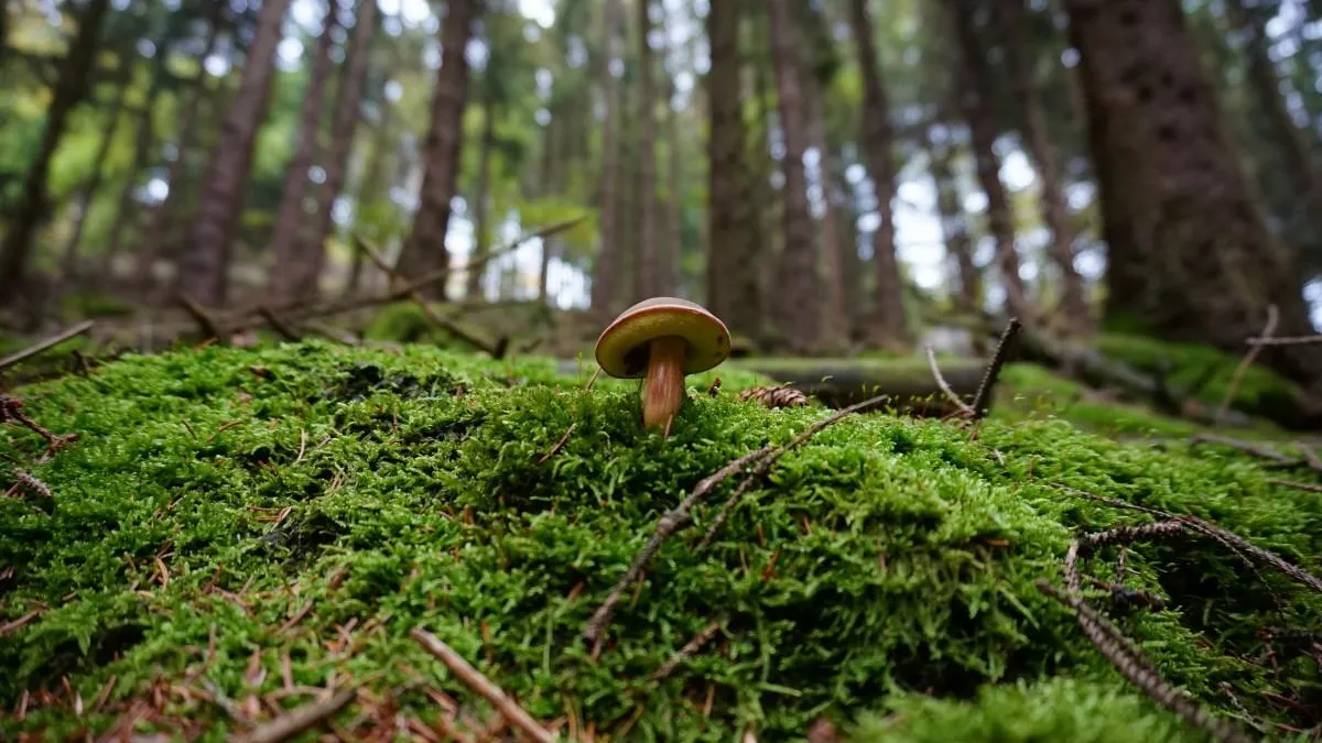 Фото: pxhere.com