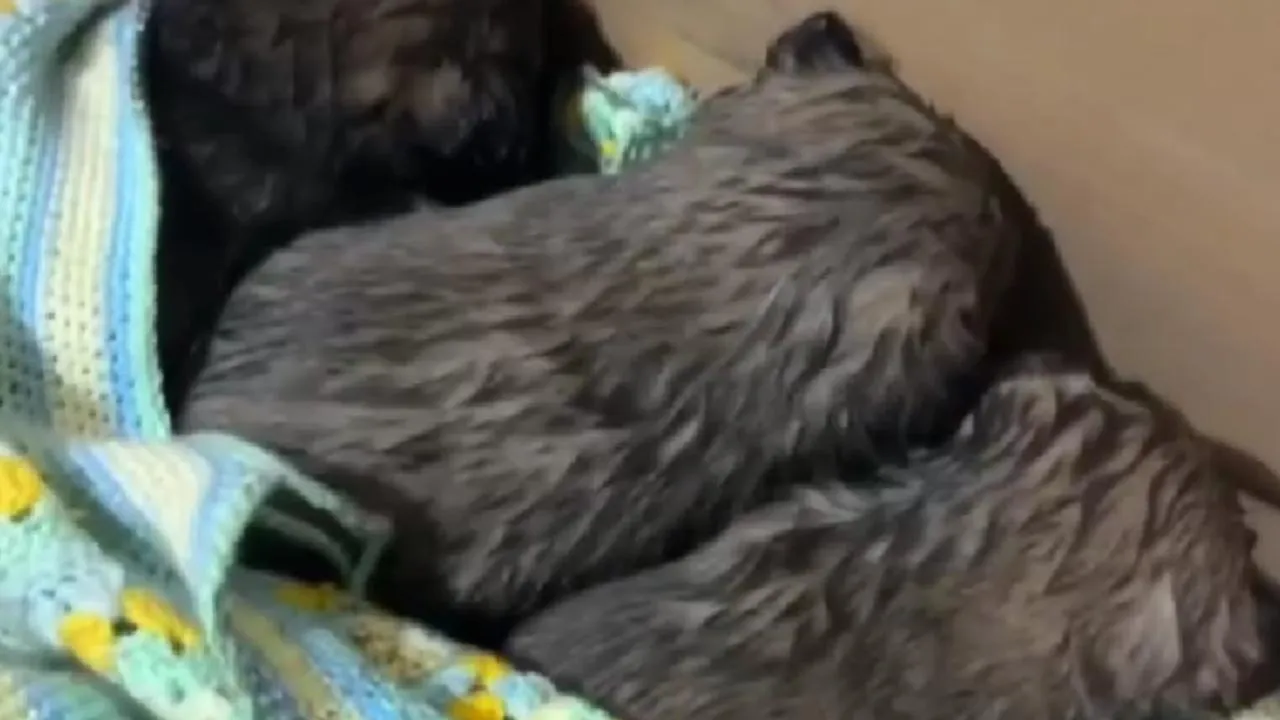 В Сергиевом Посаде пожарные спасли из горящей постройки собаку с щенками