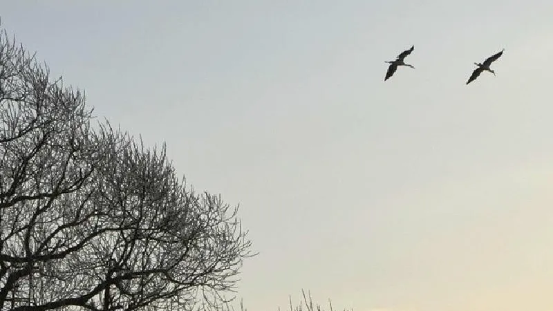 ПФ «Верховье»