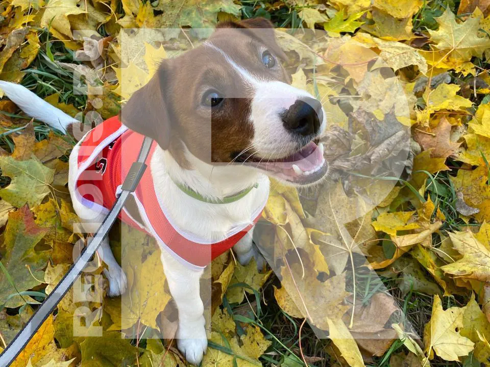 Фото предоставлено владелицей собаки