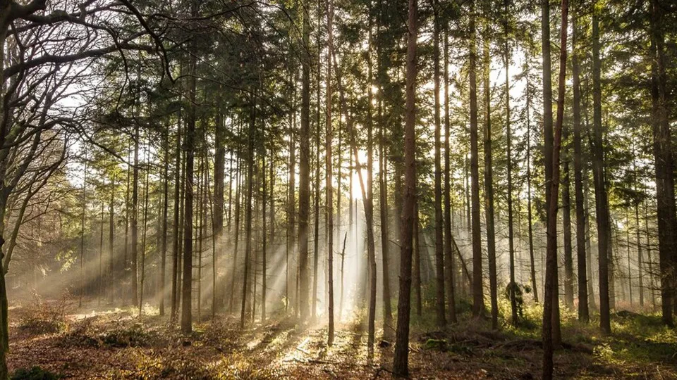 Фото: freepik.com