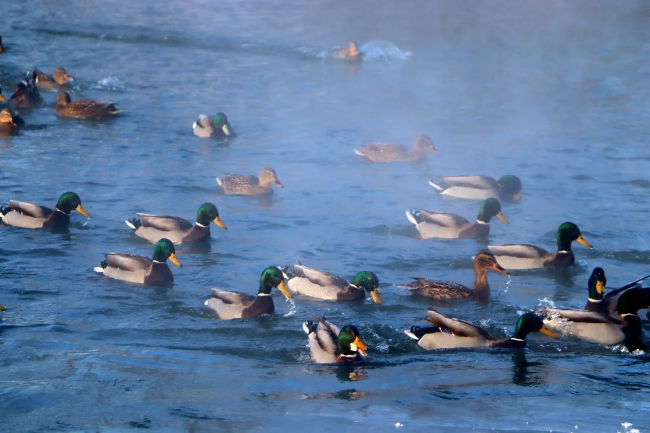 Фото: vk.com/Администрация г.о. Зарайск