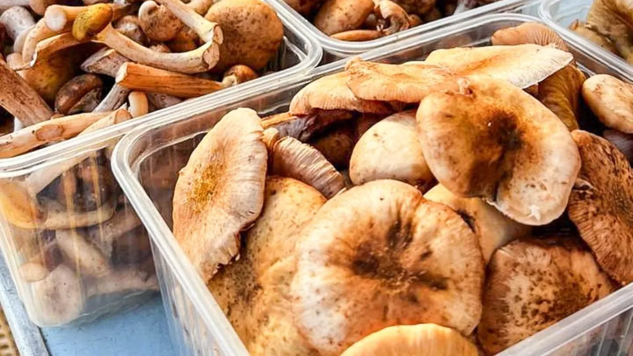 REGIONS/Максим Цыбуляк