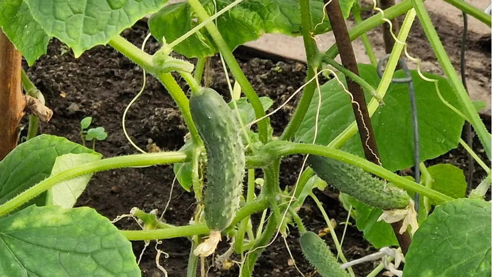 Фото: REGIONS/Наталия Надточая