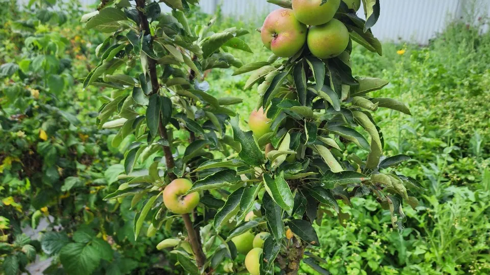 Фото: МедиаБанк Подмосковья/Екатерина Мелкозерова