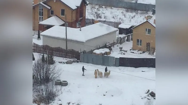 Альпаки облюбовали Серпухов 