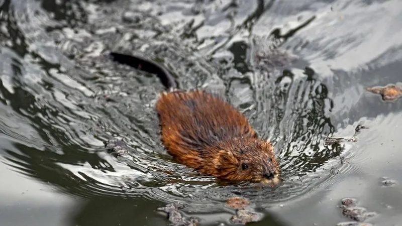 В Воронеже бобра спасли из бетонного колодца