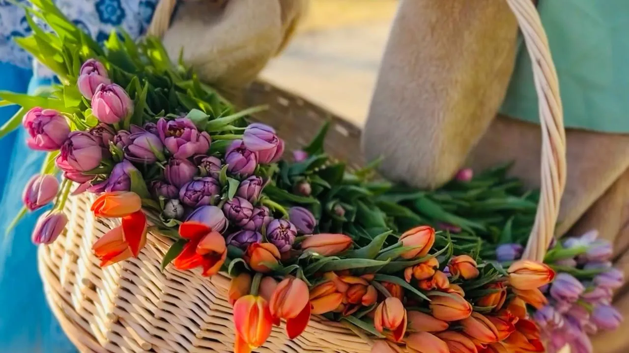 МедиаБанк Подмосковья/Ольга Стаферова