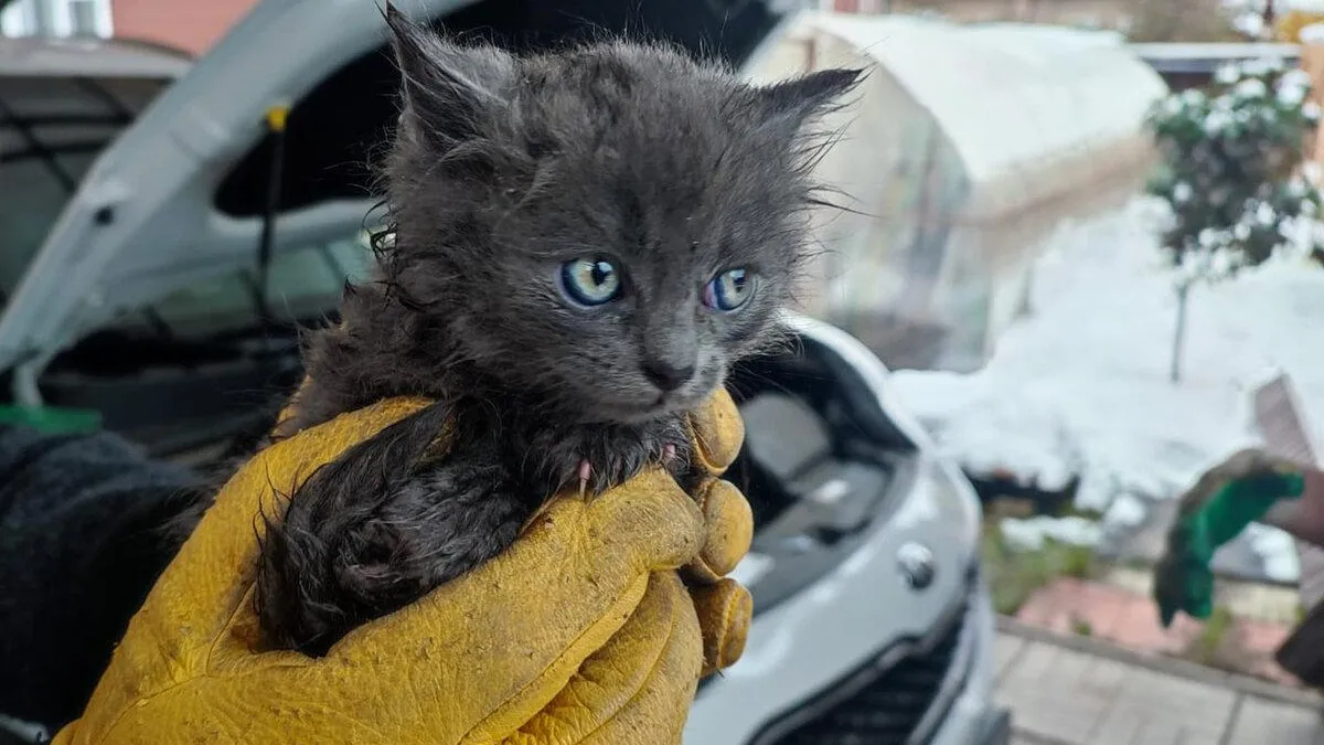 © пресс-служба ГКУ МО «Мособлпожспас»