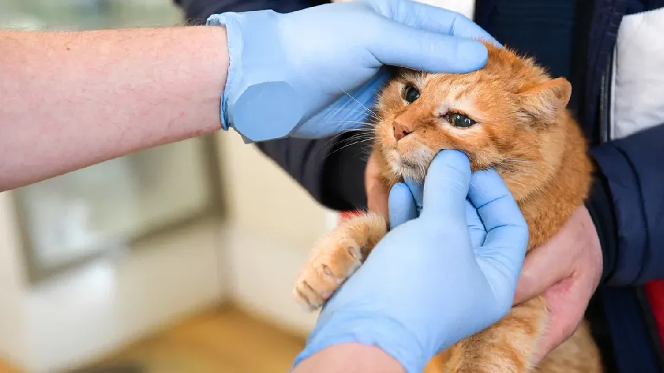 Фото: пресс-служба администрации Дмитровского м.о.