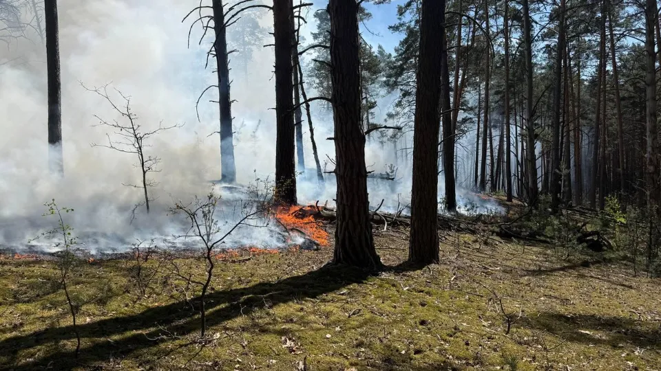Фото: Комитет лесного хозяйства Московской области