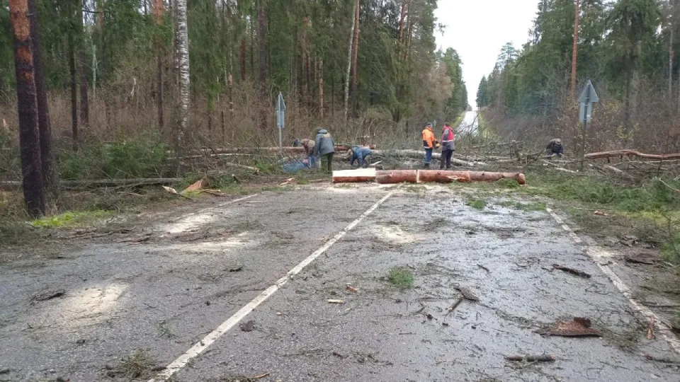 Фото: Комитет лесного хозяйства Московской области