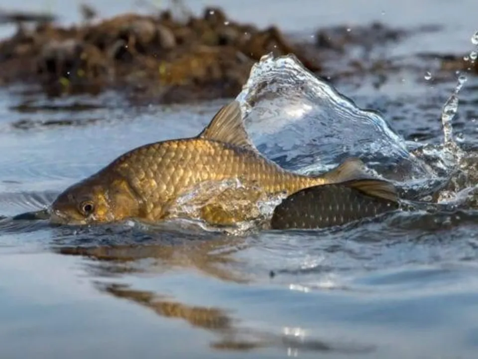 Фото: пресс-служба администрации г.о. Дмитров