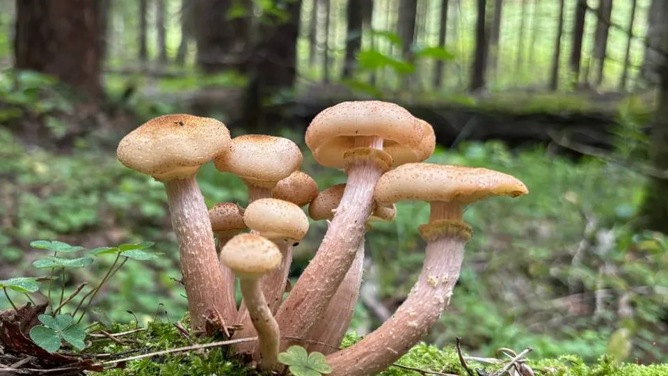 Фото: Алена Мельникова