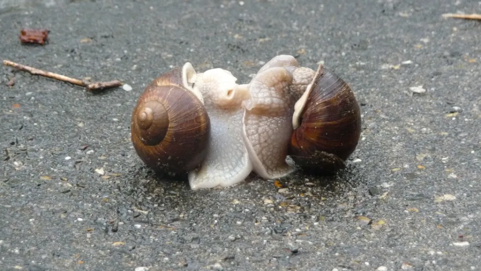 Фото: pxhere.com