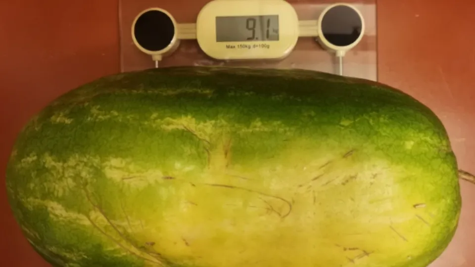 Фото: личный архив Нины Моисеевой