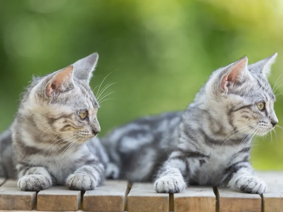 «Вам это необходимо»: ясновидящая рассказала, почему нельзя прогонять беременную кошку