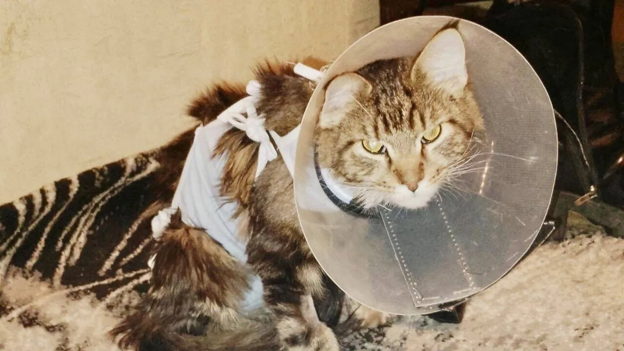 Фото: ГБУВ МО «Терветуправление №2» в социальной сети Вконтакте