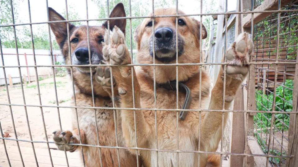 Фото: МедиаБанк Подмосковья/Данила Кирьянов