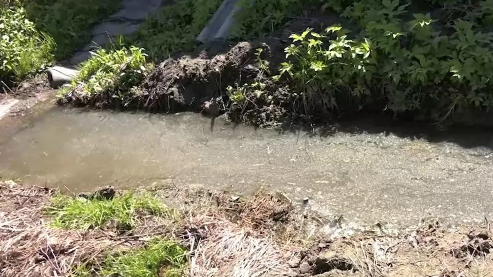 Фото: телеканал «Пушкинский: Новости Большого Округа»