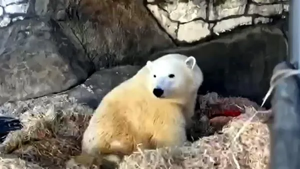 Скриншот из видео Московского зоопарка