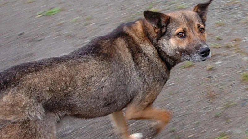 По Екатеринбургу гуляла бездомная собака с человеческим черепом в зубах