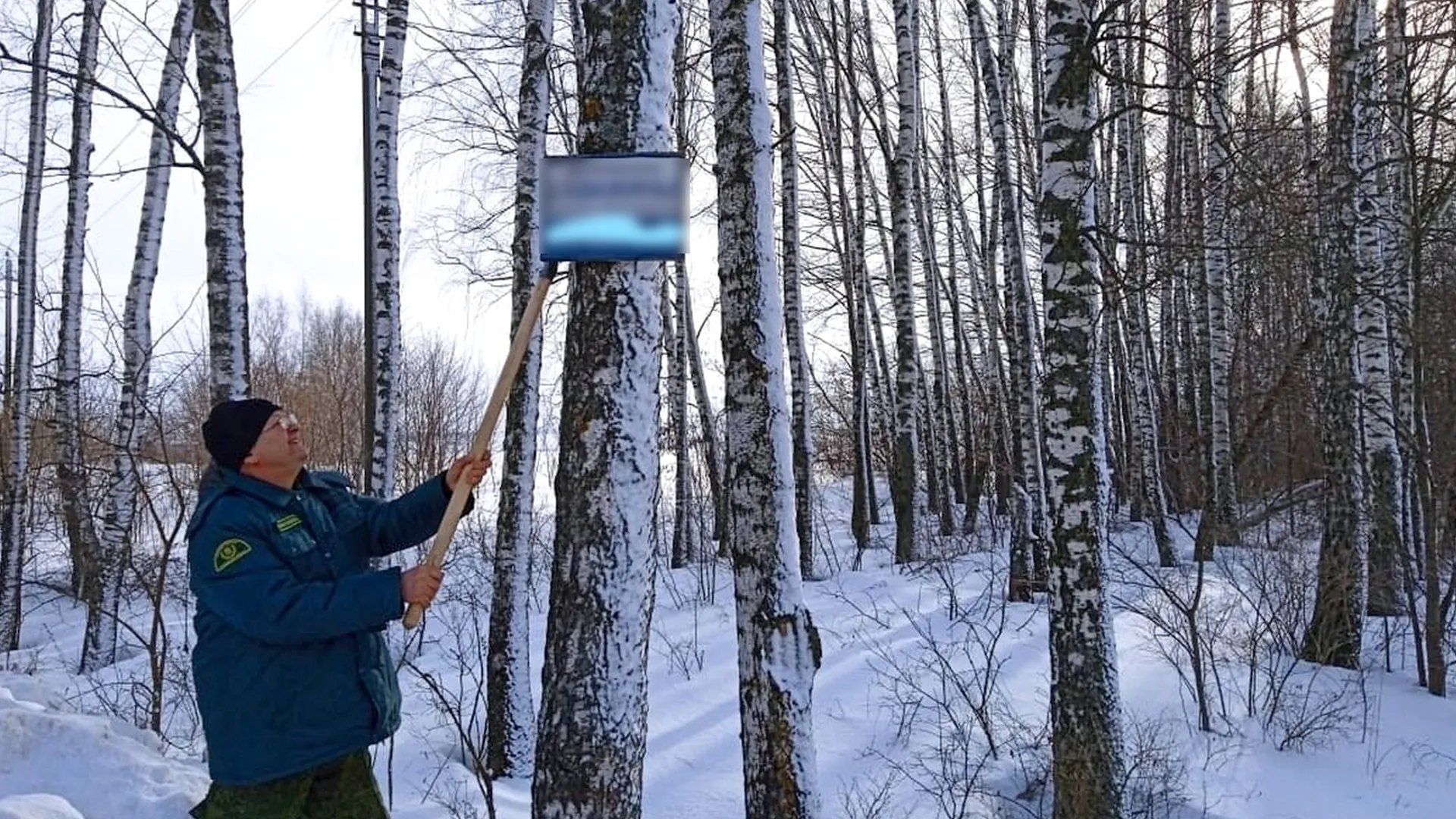 Фото ГКУ МО «Мособллес