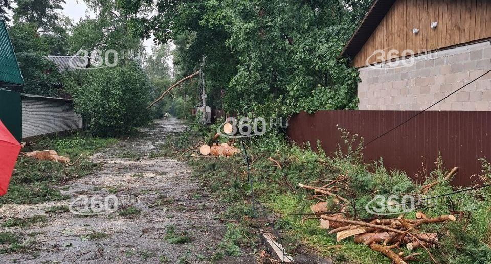Ветер повалил деревья в Малаховке и других населенных пунктах Подмосковья