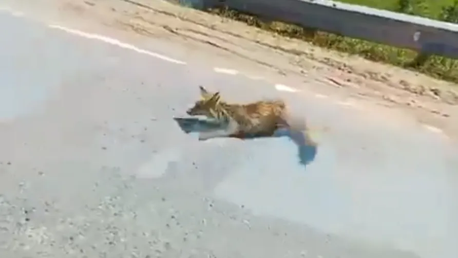 Фото: кадр из видео/тг-канал «Типичное Одинцово»