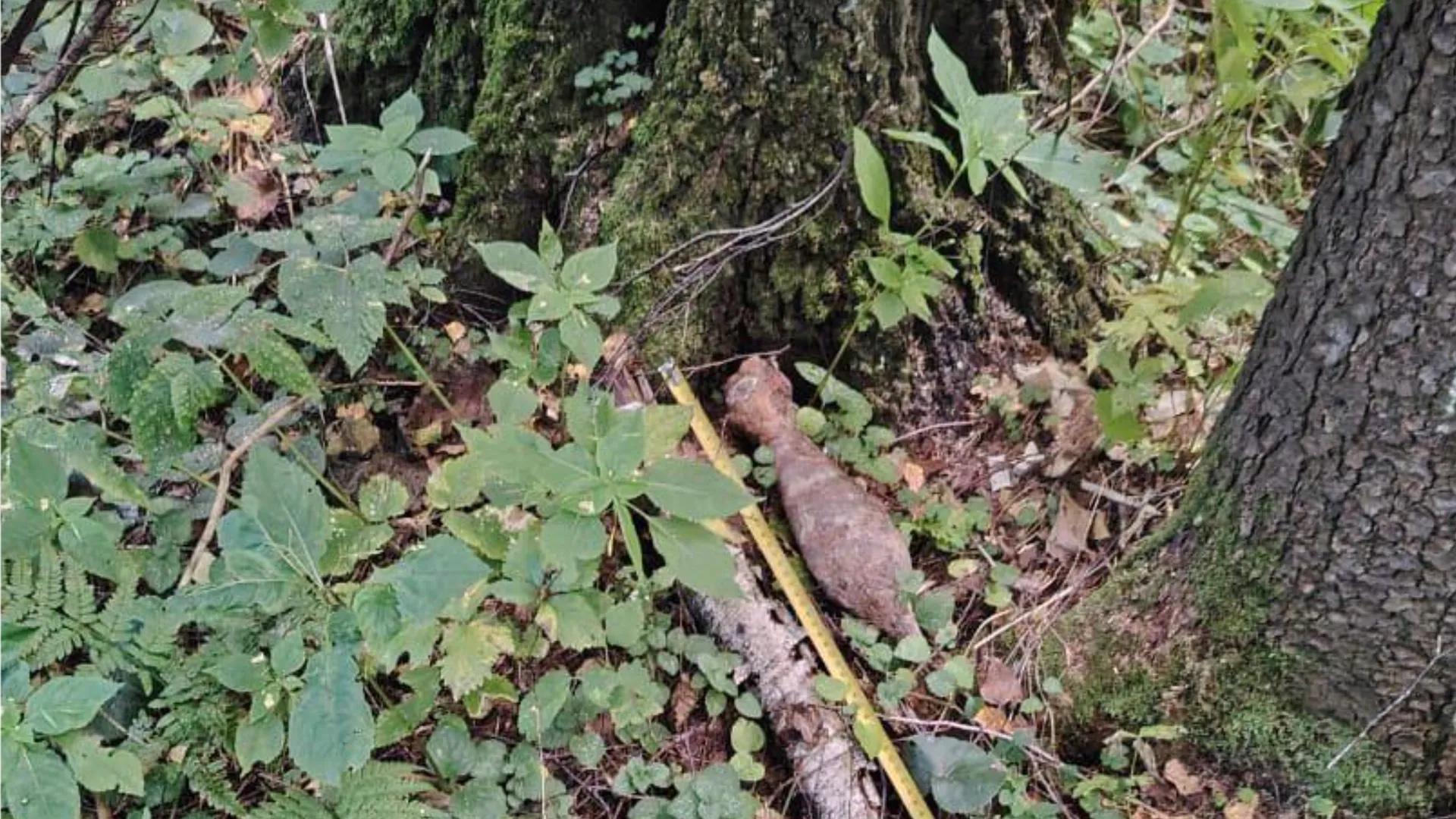 Фото: ГКУ МО «Мособлпожспас»