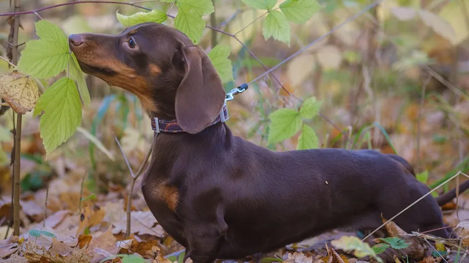 Фото: istockphoto.com/androsov58