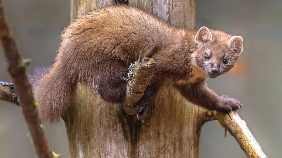 Фото: istockphoto.com