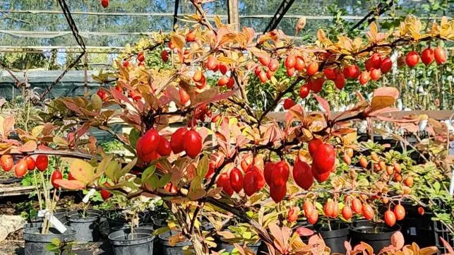 Фото: Ольга Егиян