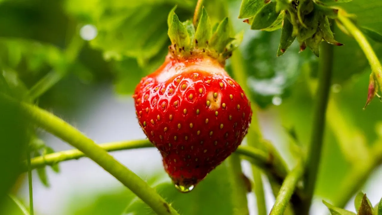 медиасток.рф