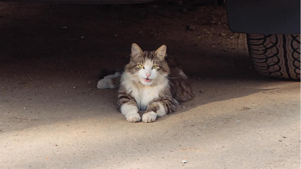 Фото: REGIONS/Наталия Надточая