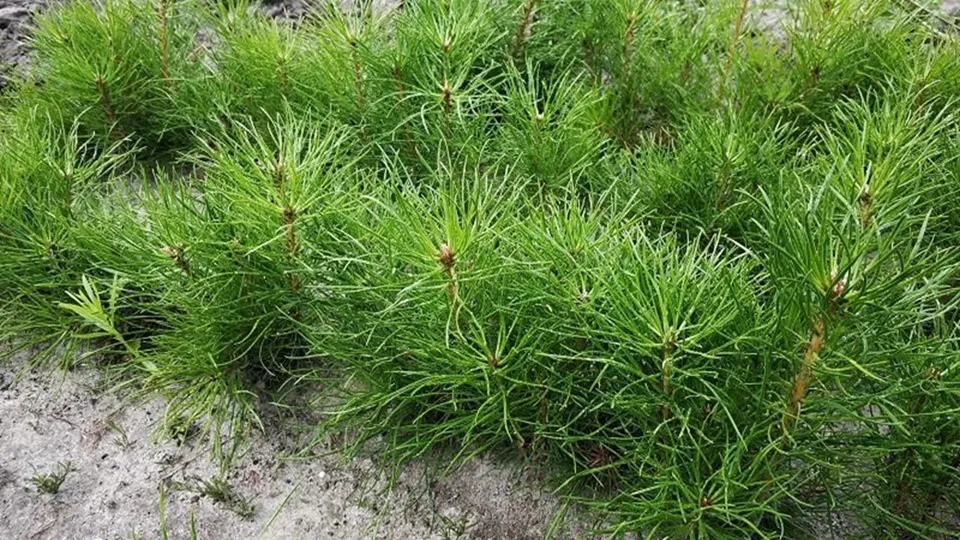 Фото: Министерство экологии и природопользования Московской области