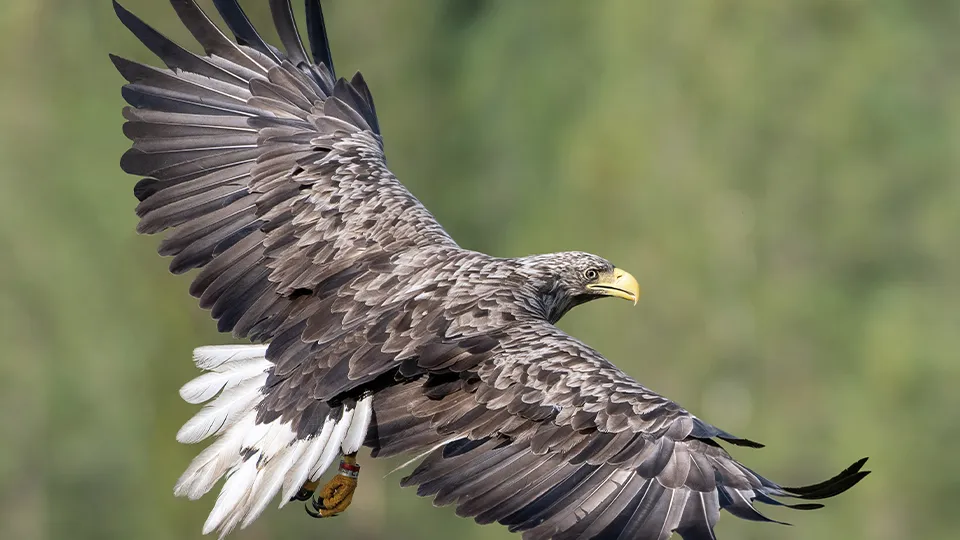 Фото: istockphoto.com/nikpal