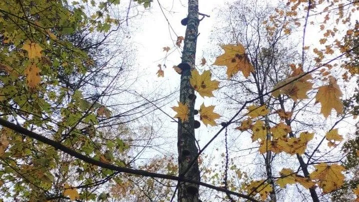 Комитет лесного хозяйства Московской области