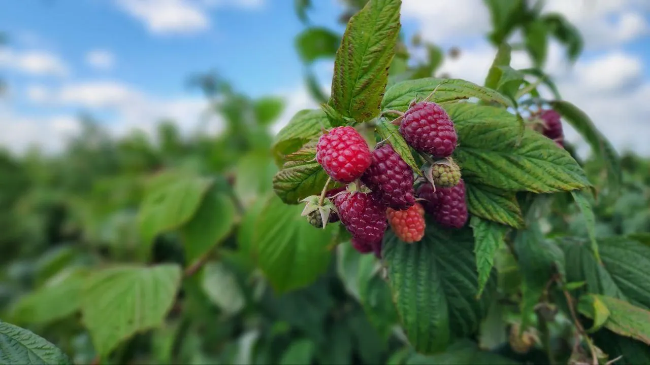 МедиаБанк Подмосковья/Анна Шолохова