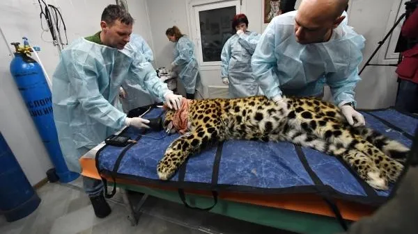 После реабилитации леопарду Эльбрусу найдут невесту