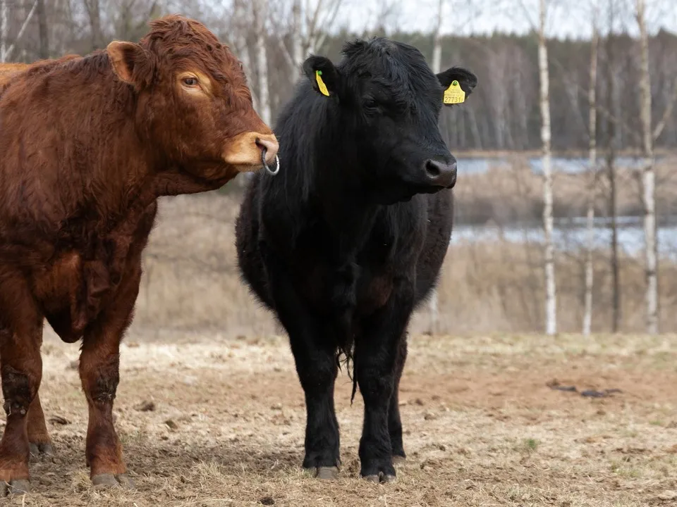 Фото: istockphoto.com/Traimak_Ivan