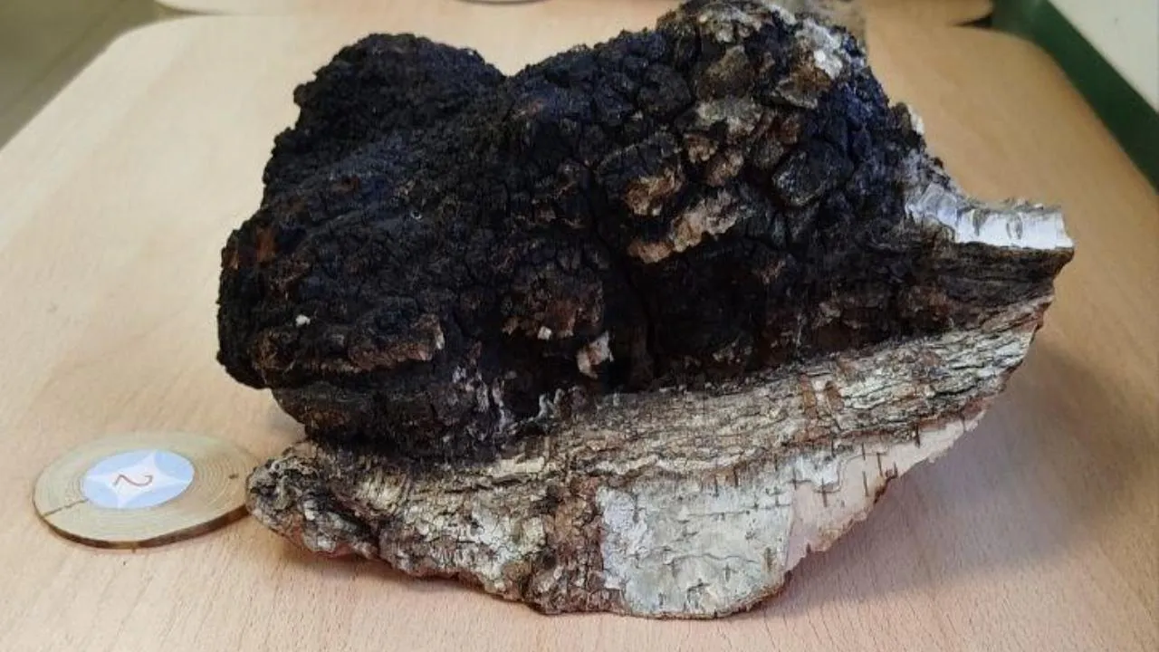 Комитет лесного хозяйства Московской области