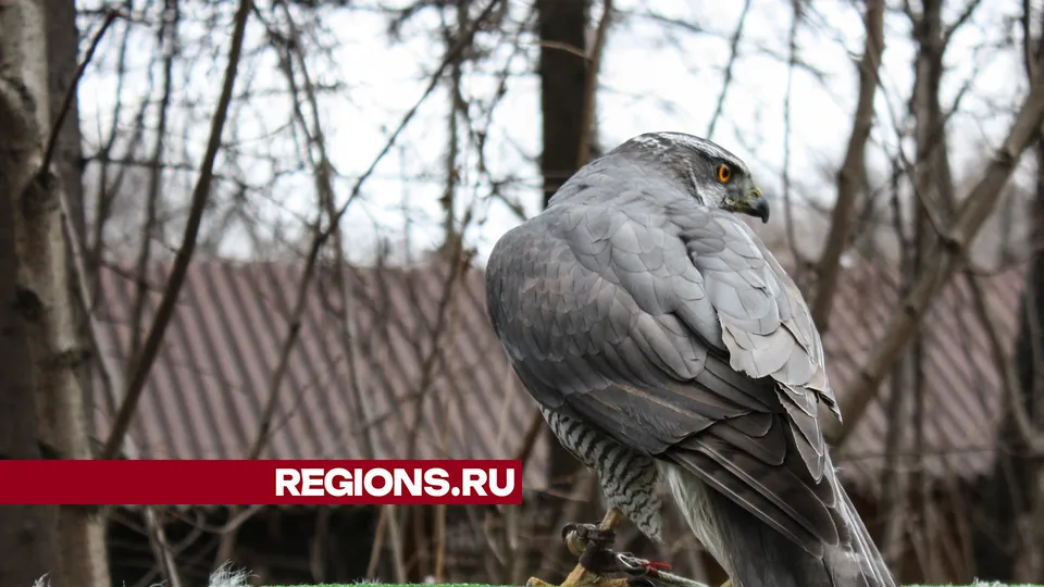 Фото: REGIONS/Юлия Алабина