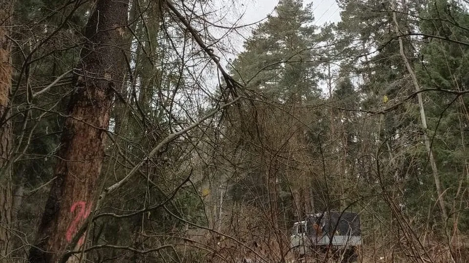 Фото: Комитет лесного хозяйства Московской области