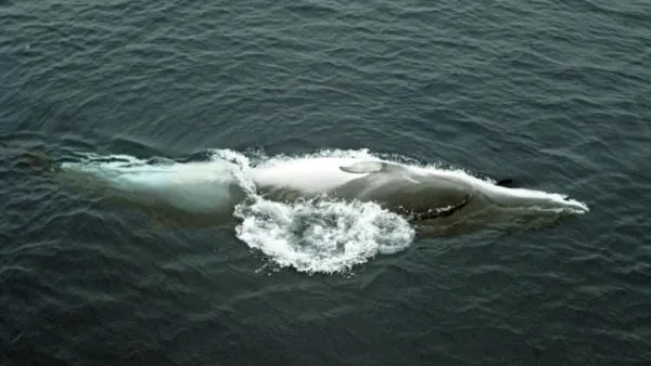 Япония возобновит китобойный промысел