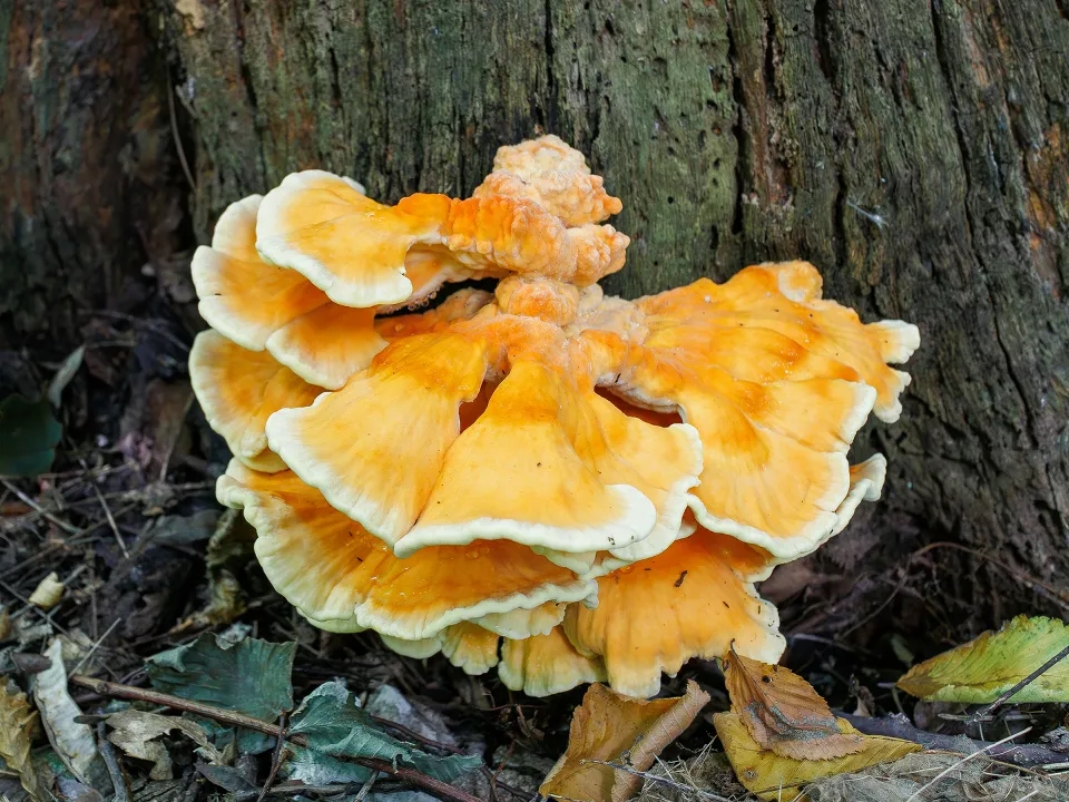 Фото: istockphoto.com/Volodymyr Chmut