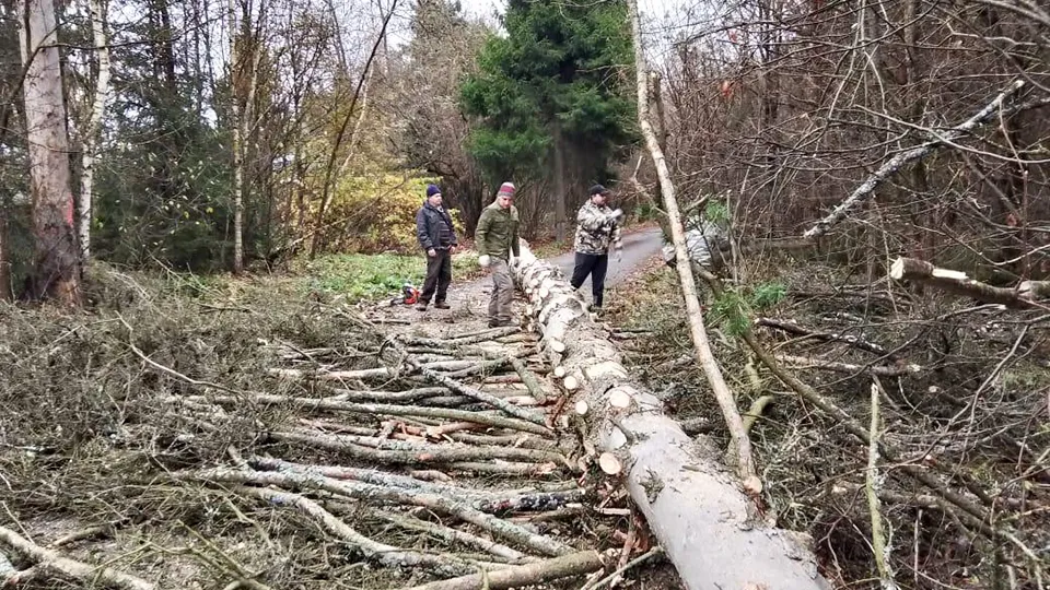 Фото: Комитет лесного хозяйства МО