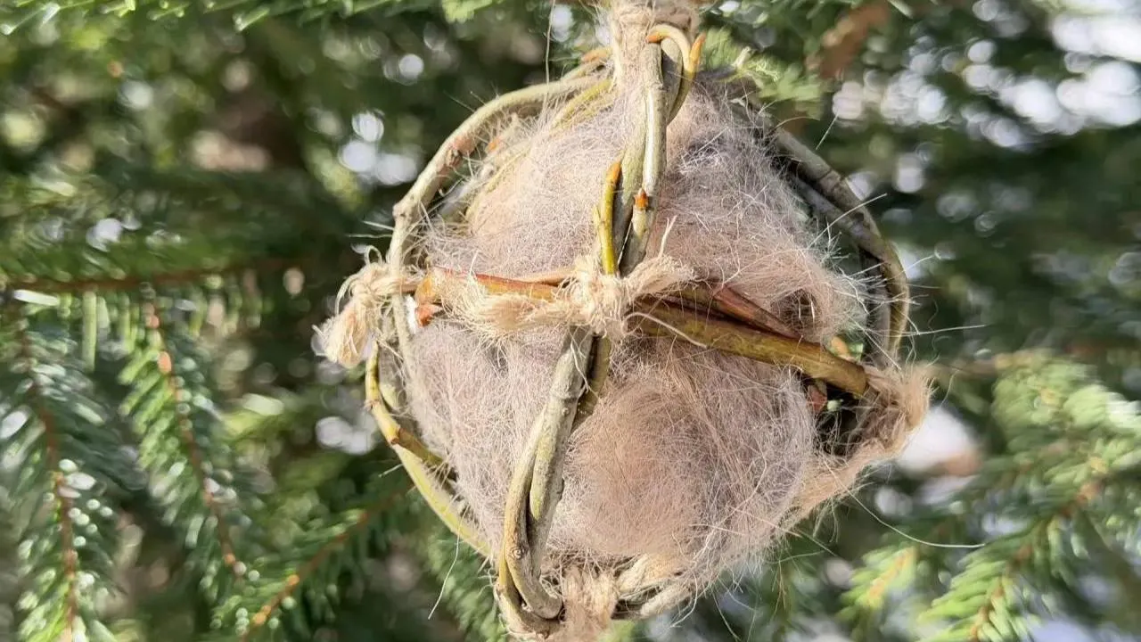 пресс-служба нацпарка "Лосиный остров"